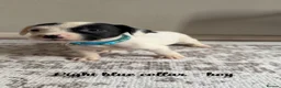 Mixed Breed dogs for sale: 12 stunning sprocker cross blue staffy puppies  - Advert 31