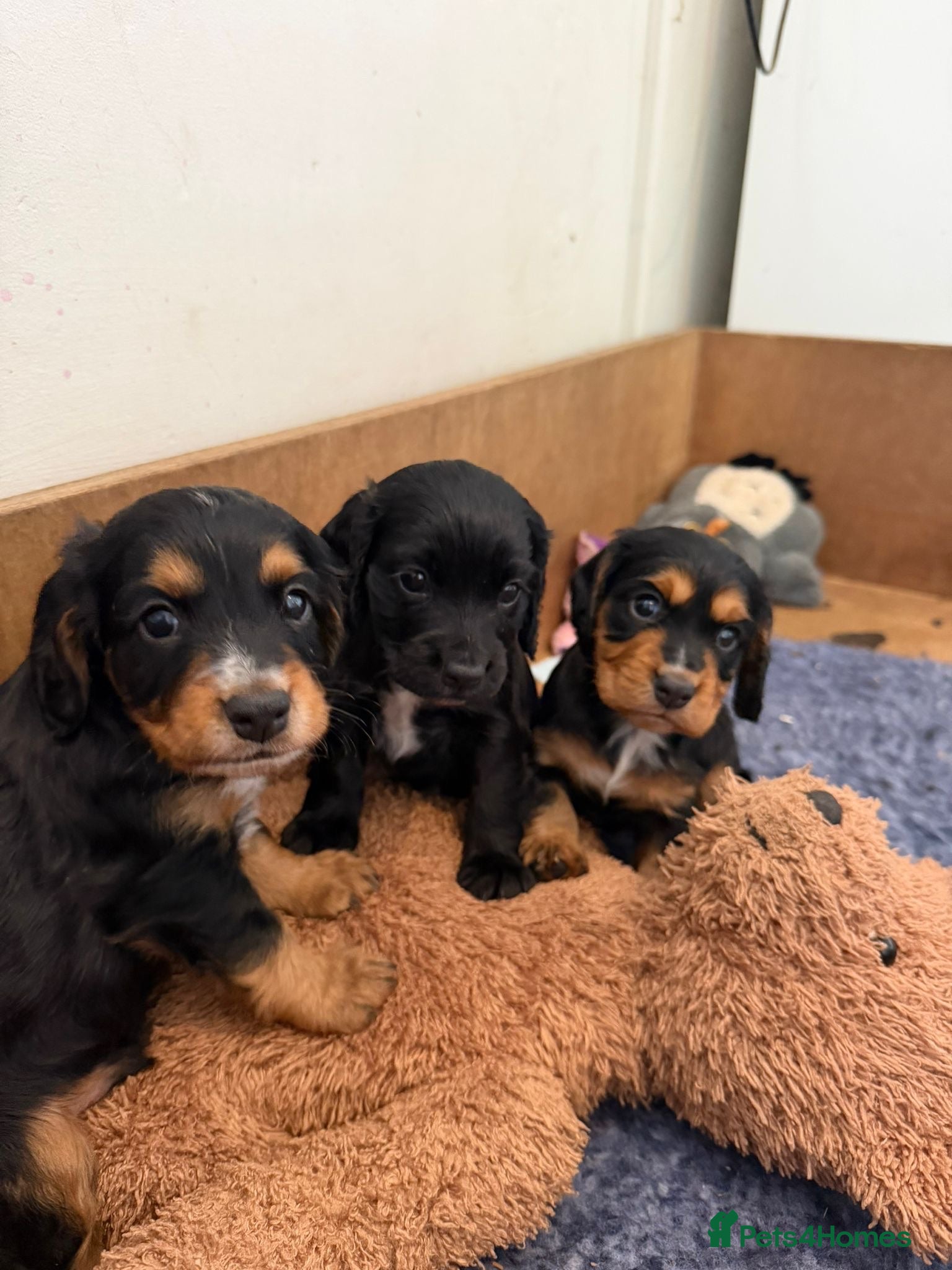 Cocker Spaniel dogs Cocker spaniel puppies  - Advert 1