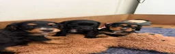 Cocker Spaniel dogs for sale: Beautiful Black & White Cocker Spaniel Bitch - Advert 2