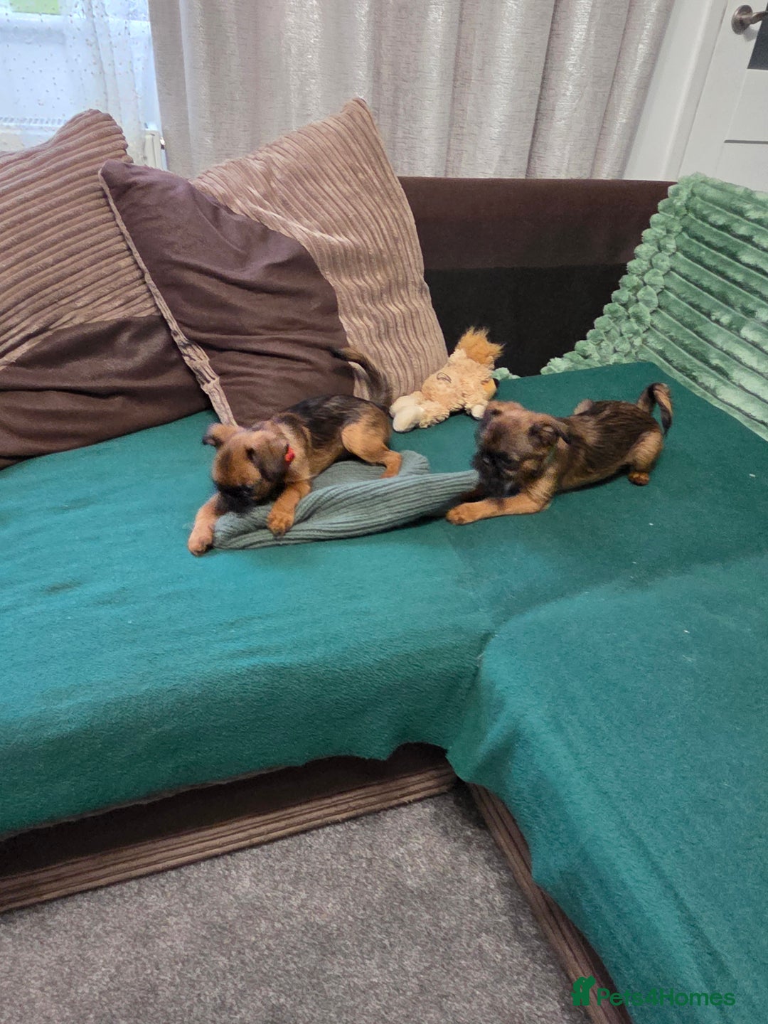 Griffon Bruxellois dogs for sale: Griffon Bruxellois KC registered - Advert 21