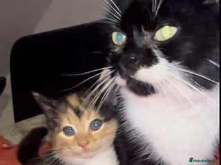 Mixed Breed cats Cute kittens used to dogs - Advert 1