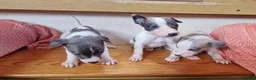 Whippet dogs for sale: Kc registered whippets - Advert 6