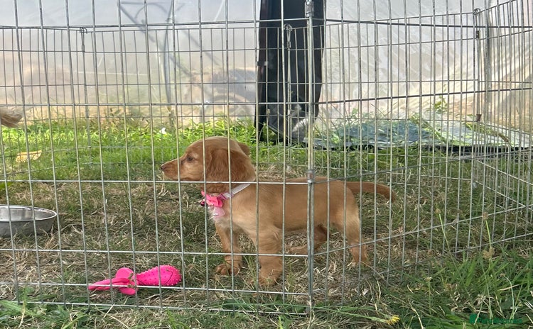 Cocker Spaniel dogs in Fordingbridge - Advert 10