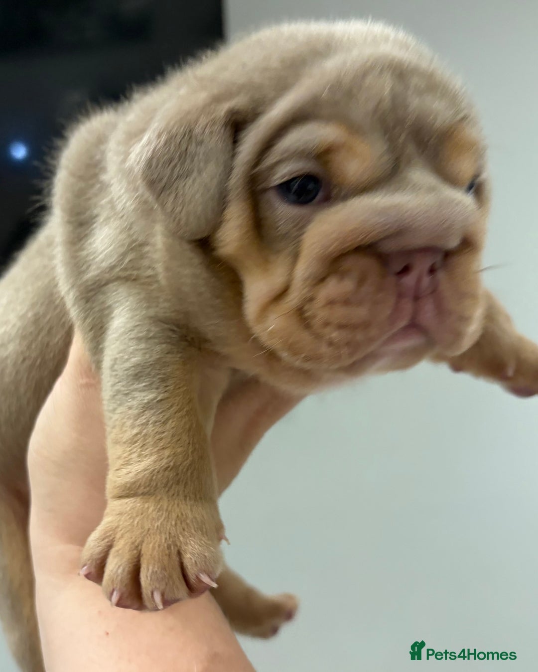 English Bulldog dogs for sale: Kc litter outstanding bloodlines bulldog pups  - Image 7