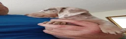 Miniature Dachshund dogs for sale: 2 Beautiful Mini Dachshund Girls - Advert 6