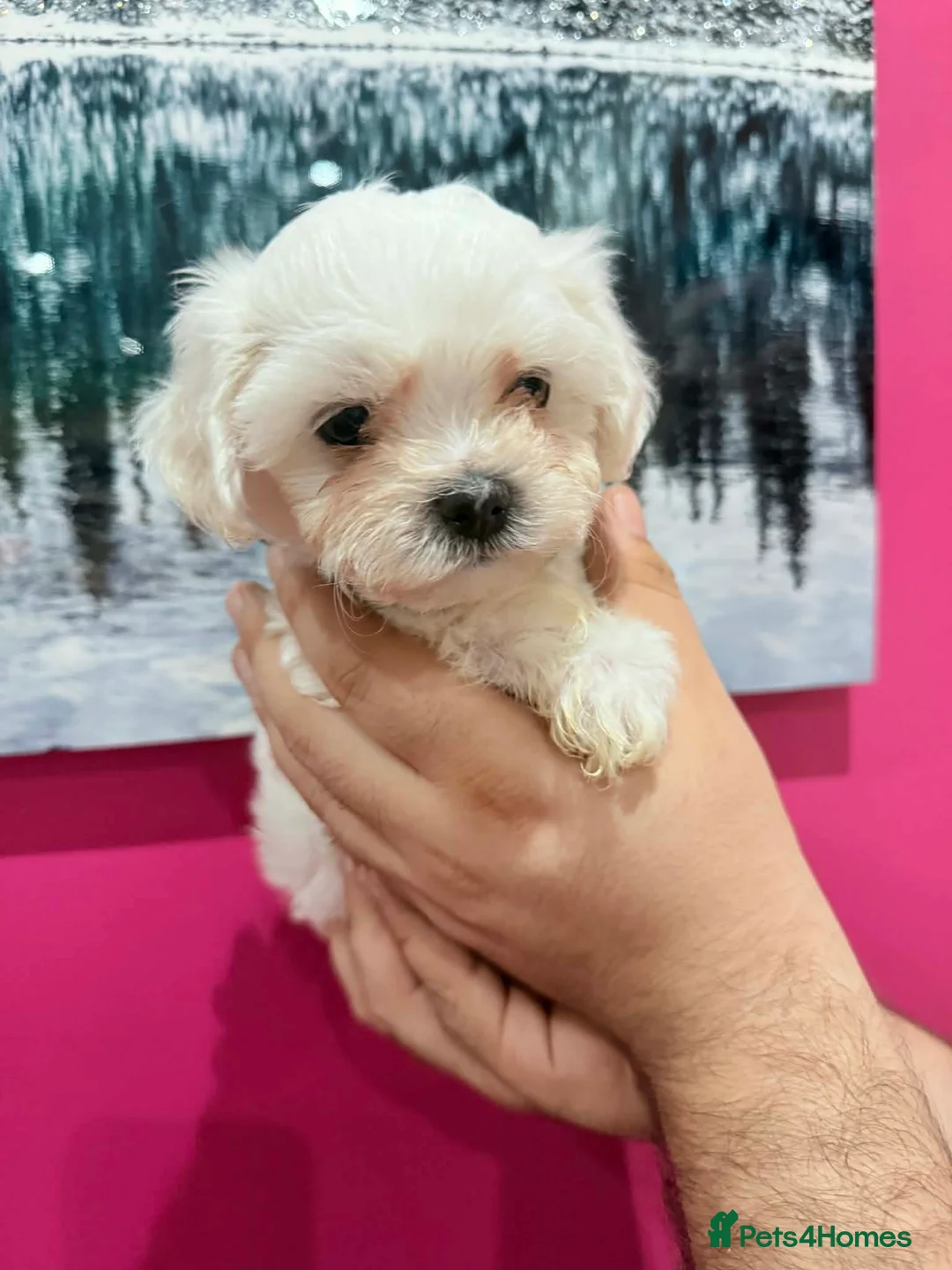 Maltese dogs for sale: Maltese puppies  - Advert 19