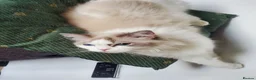 Ragdoll cats for sale: Loving female Ragdoll  - Advert 2