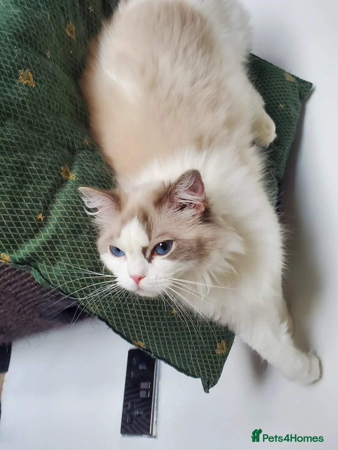 Ragdoll cats for sale: Loving female Ragdoll  - Advert 2