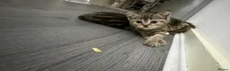 British Shorthair cats for sale: British Shorthair Kittens x Scottish Fold - Advert 9