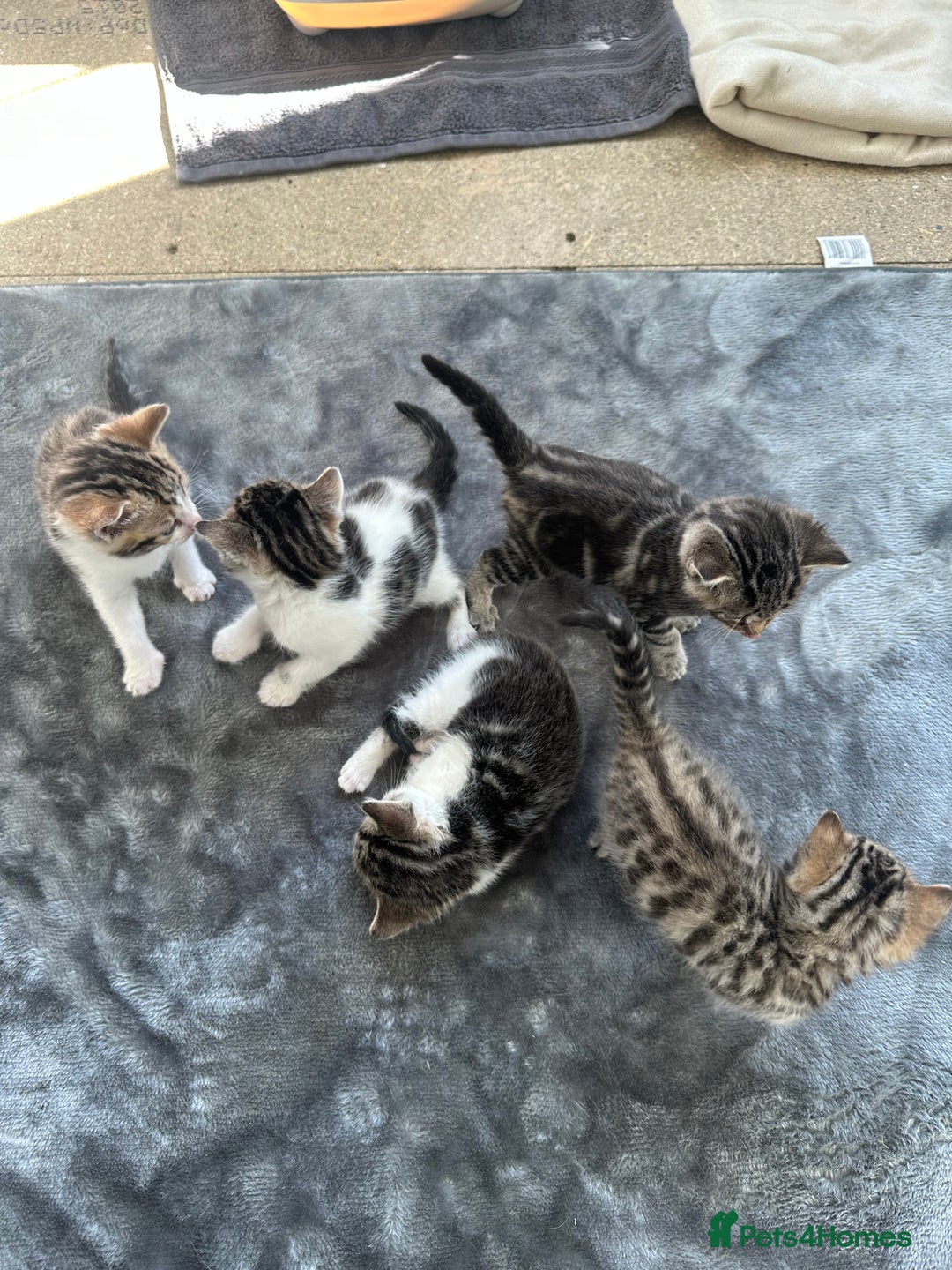 Bengal cats for sale: 5 Beautiful Bengal kittens  - Image 2