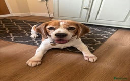 Beagle dogs for sale: Bernie Beagle  - Image 1