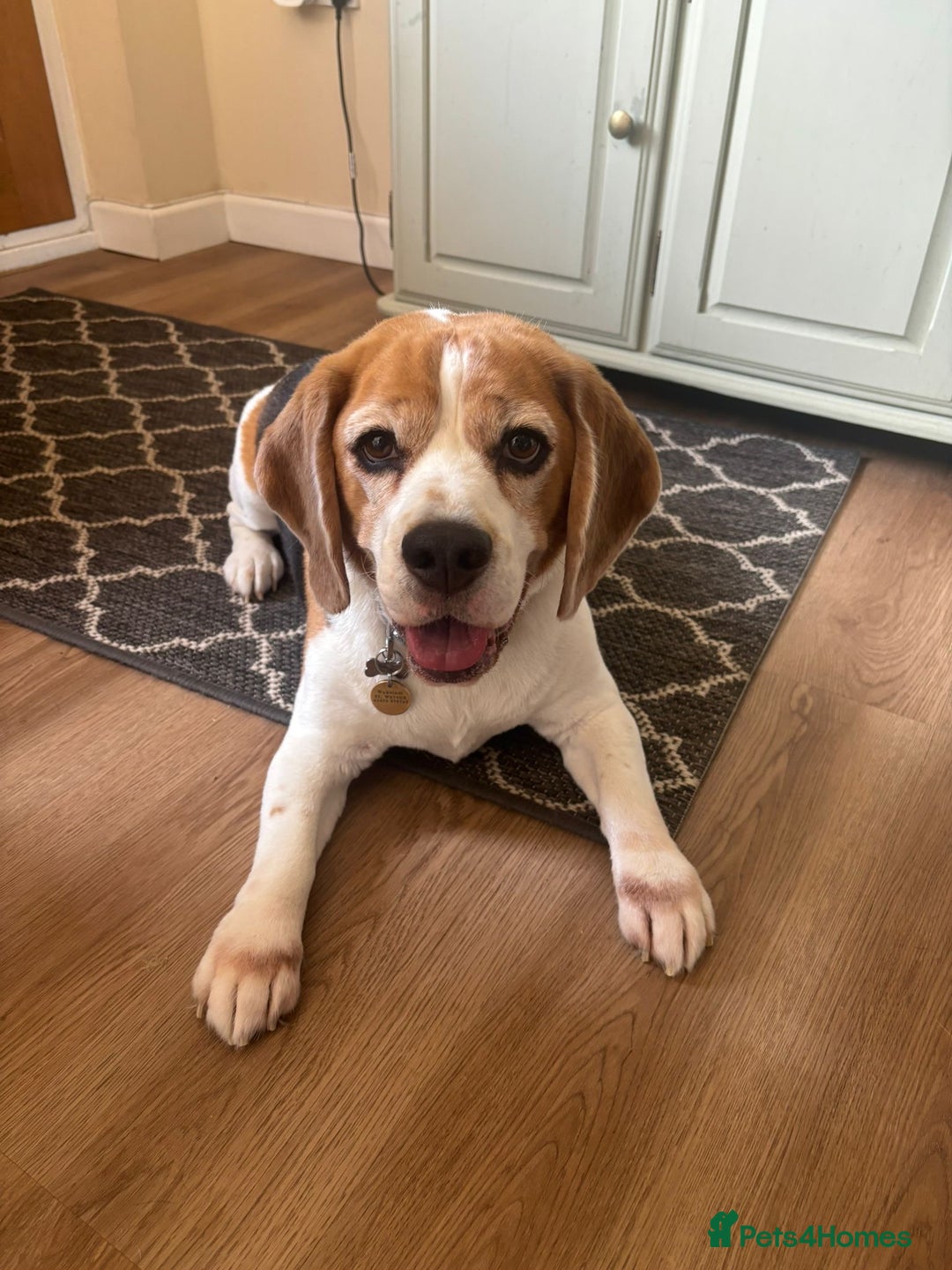 Beagle dogs for sale: Bernie Beagle  - Image 1