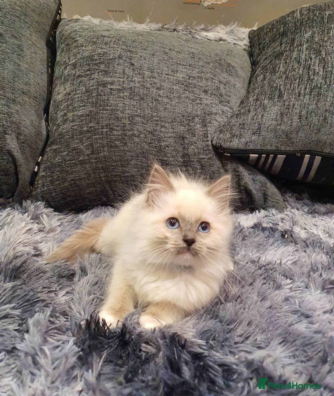 Ragdoll cats for sale: 💖Beautiful GCCF Registered Ragdoll Kittens💖 - Advert 9