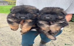 German Shepherd dogs for sale: Stunning German Shepherd Long hair puppies 🥰🔥 - Image 11