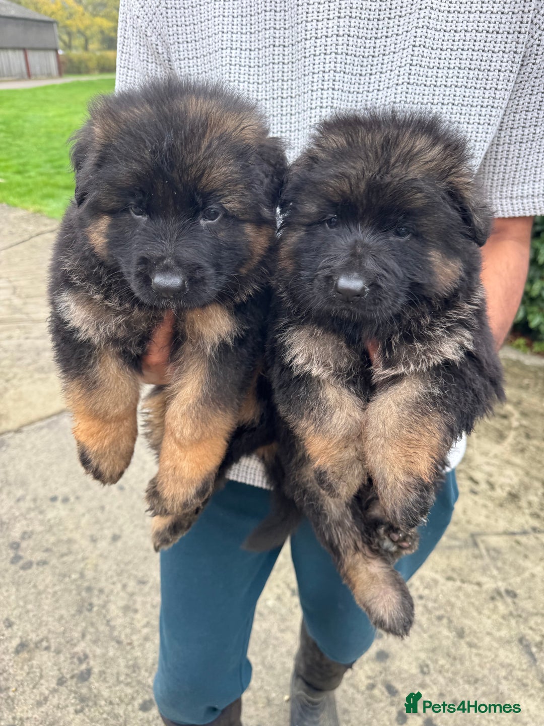 German Shepherd dogs for sale: Stunning German Shepherd Long hair puppies 🥰🔥 - Image 11