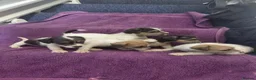 Jack Russell dogs for sale: Jack Russell puppies, full pedigree  - Advert 8