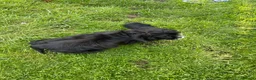 American Cocker Spaniel dogs for sale: American cocker spaniel -Now vaccinated!  - Advert 6