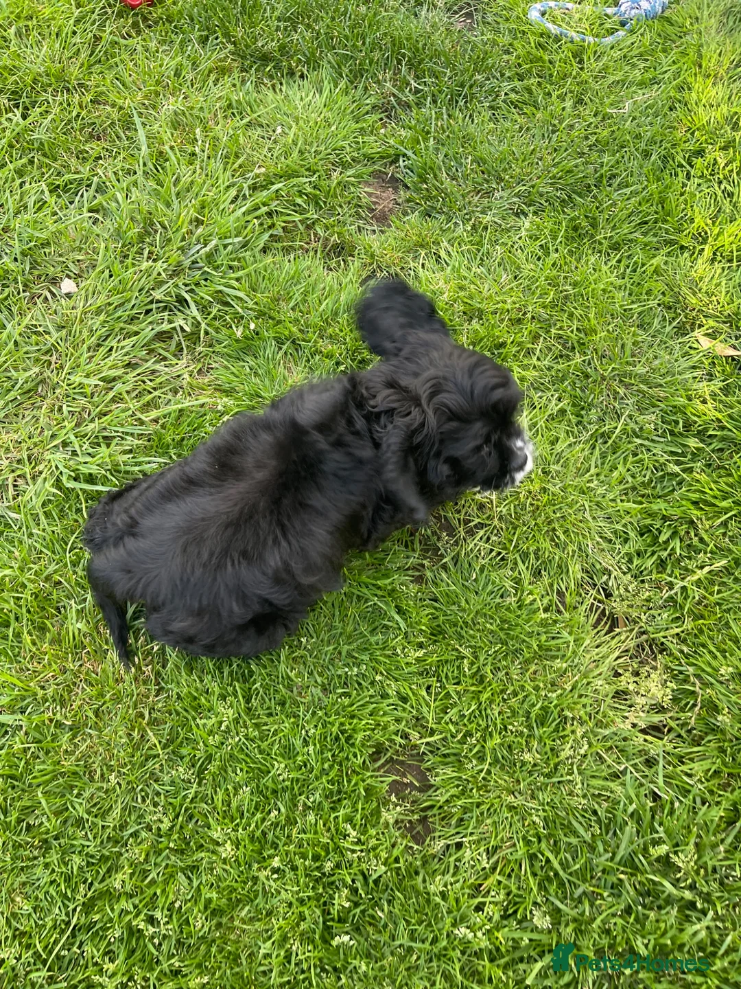 American Cocker Spaniel dogs for sale: American cocker spaniel -Now vaccinated!  - Advert 6
