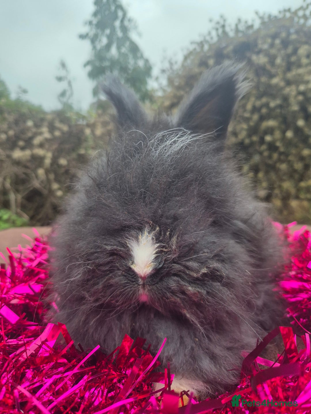 Angora rabbits for sale: 🧡 fulled faced imported parents 🇫🇷 bunnies 🧡 - Advert 7