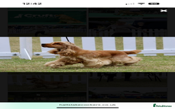 Cocker Spaniel dogs for sale: ⭐️⭐️⭐️⭐️⭐️5 star licenced breeder  cockerspaniels - Image 10