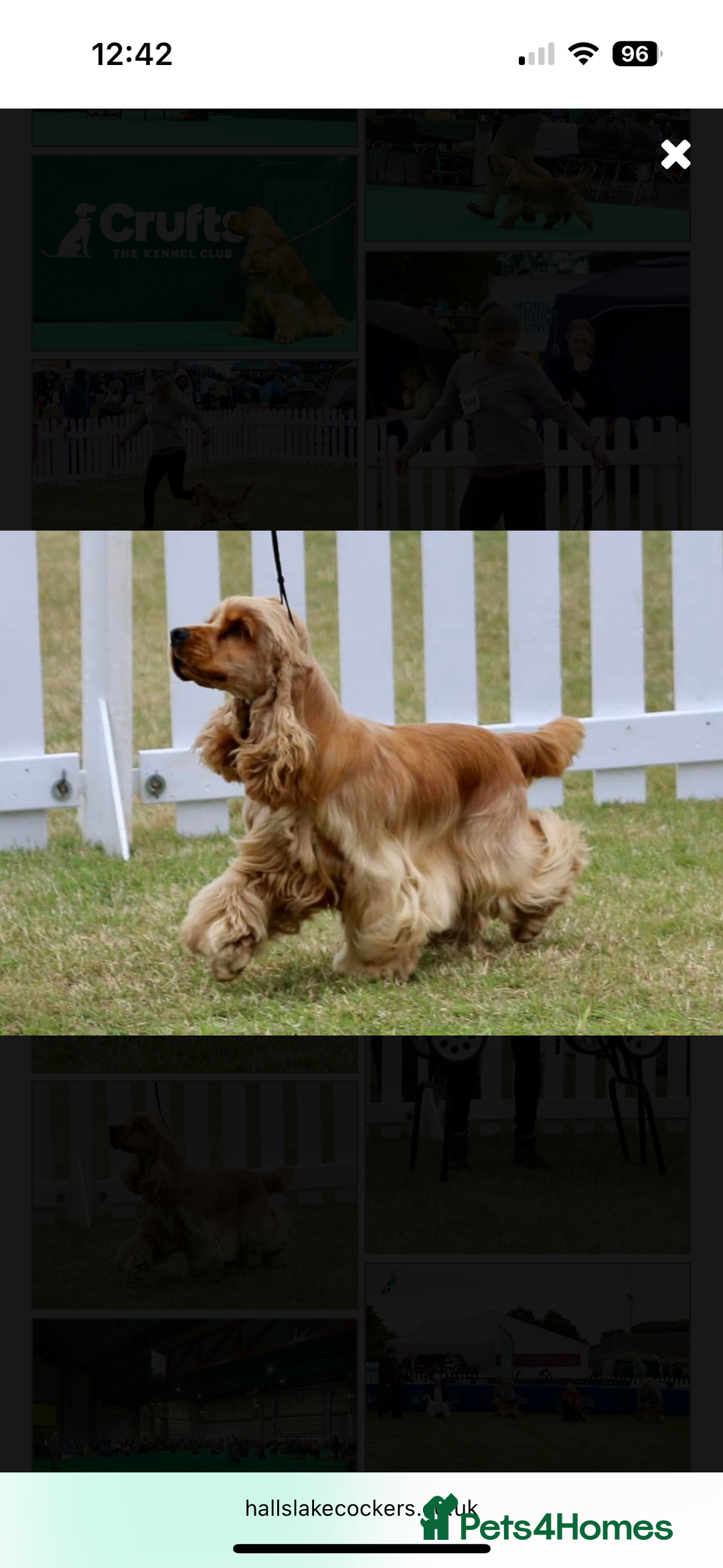 Cocker Spaniel dogs for sale: ⭐️⭐️⭐️⭐️⭐️5 star licenced breeder  cockerspaniels - Image 10