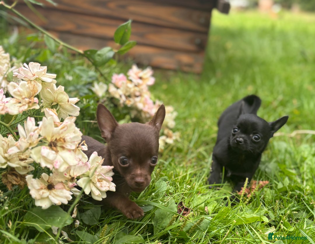 Chorkie dogs for sale: Chorkie puppies for forever homes  - Image 22