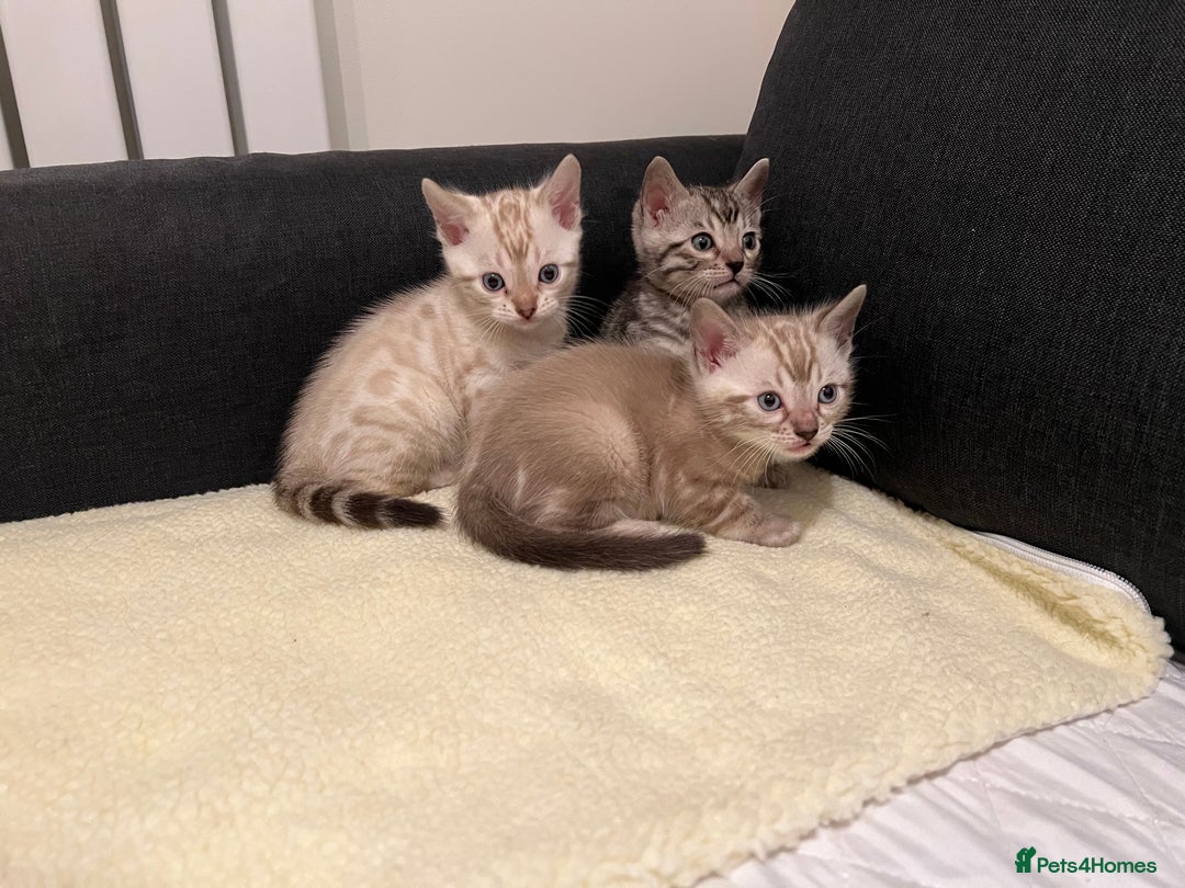 Bengal cats for sale: 🐾 TICA Registered Bengal Kittens  - Advert 25