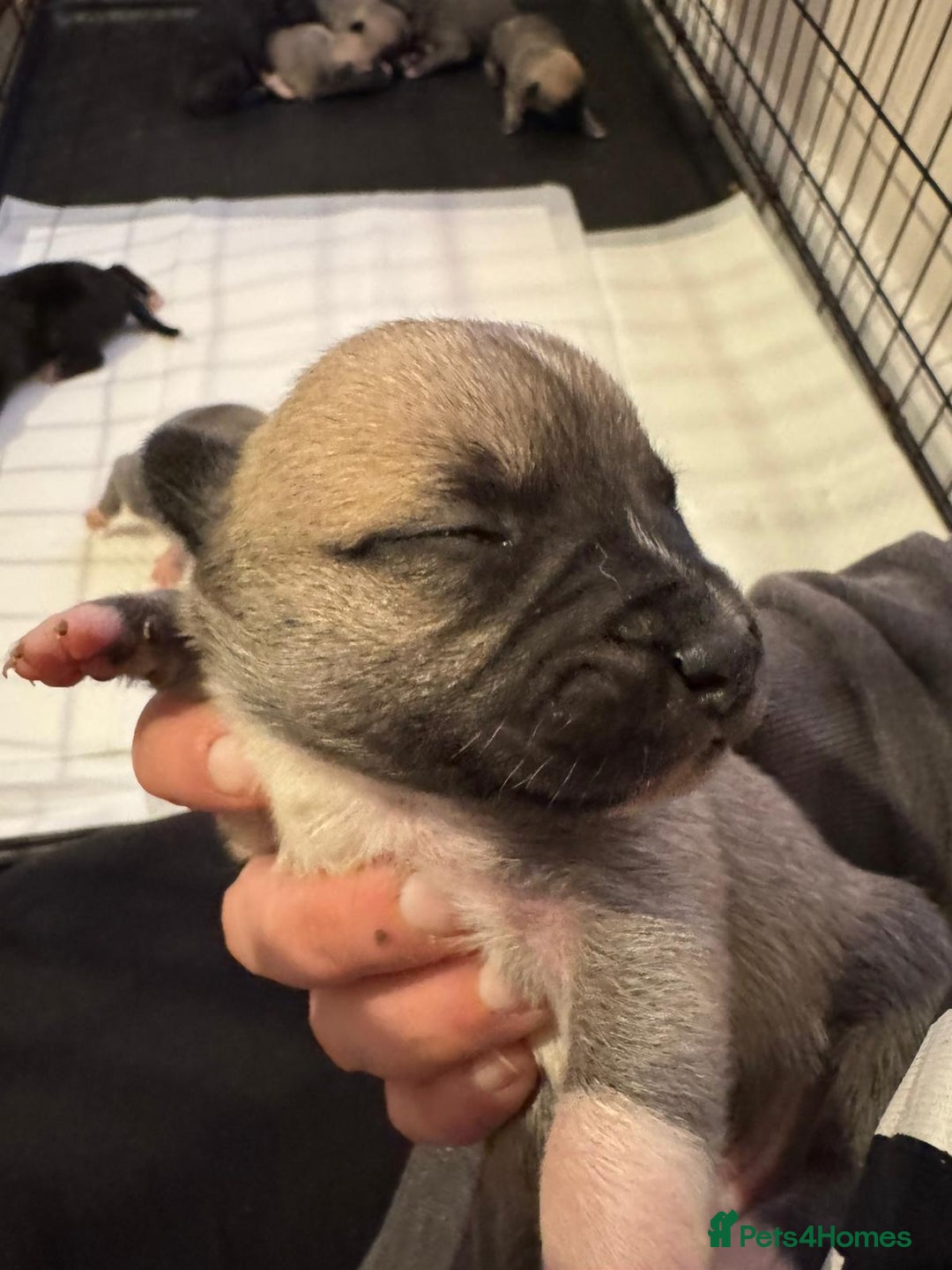 Mixed Breed dogs for sale: Staffordshire terrier puppies  - Image 2