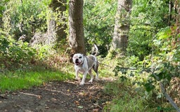 American Bulldog dogs for sale: Rescue Ozzy  - Image 15