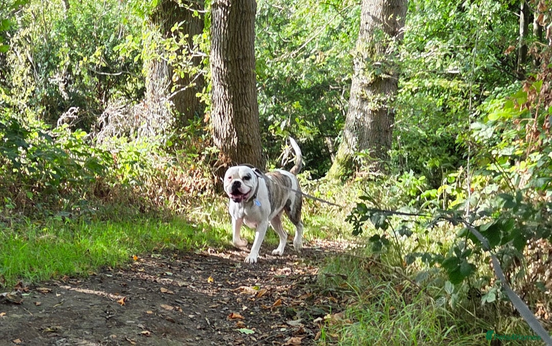 American Bulldog dogs for sale: Rescue Ozzy  - Image 15