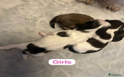Shih Tzu dogs for sale: KC Registered Breed Standard Shih Tzu Puppies - Image 6