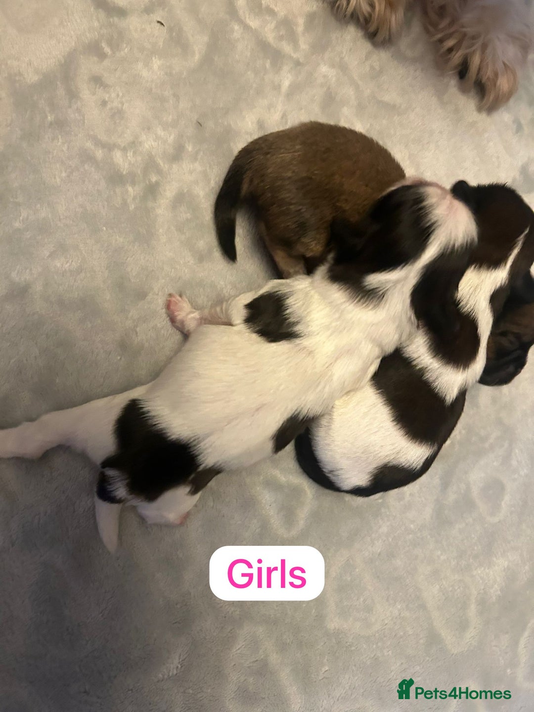 Shih Tzu dogs for sale: KC Registered Breed Standard Shih Tzu Puppies - Image 6