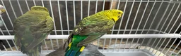 Budgerigars birds for sale: Black wing budgies, split to b/f & b/w - Advert 5
