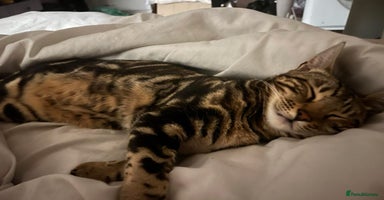 Bengal cats Molly  - Advert 7