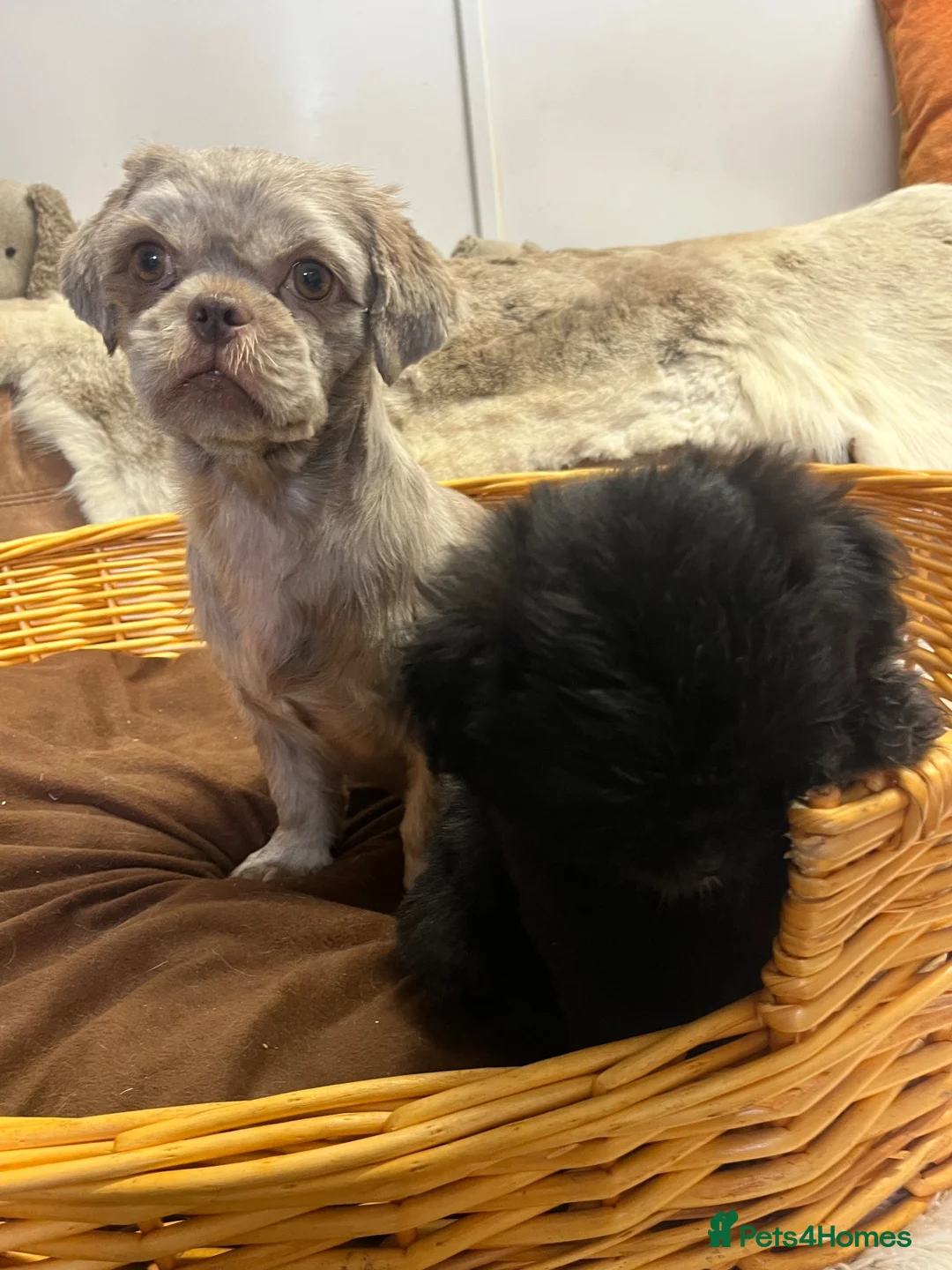 Mixed Breed dogs for sale: Gorgeous fluff ball  - Advert 2