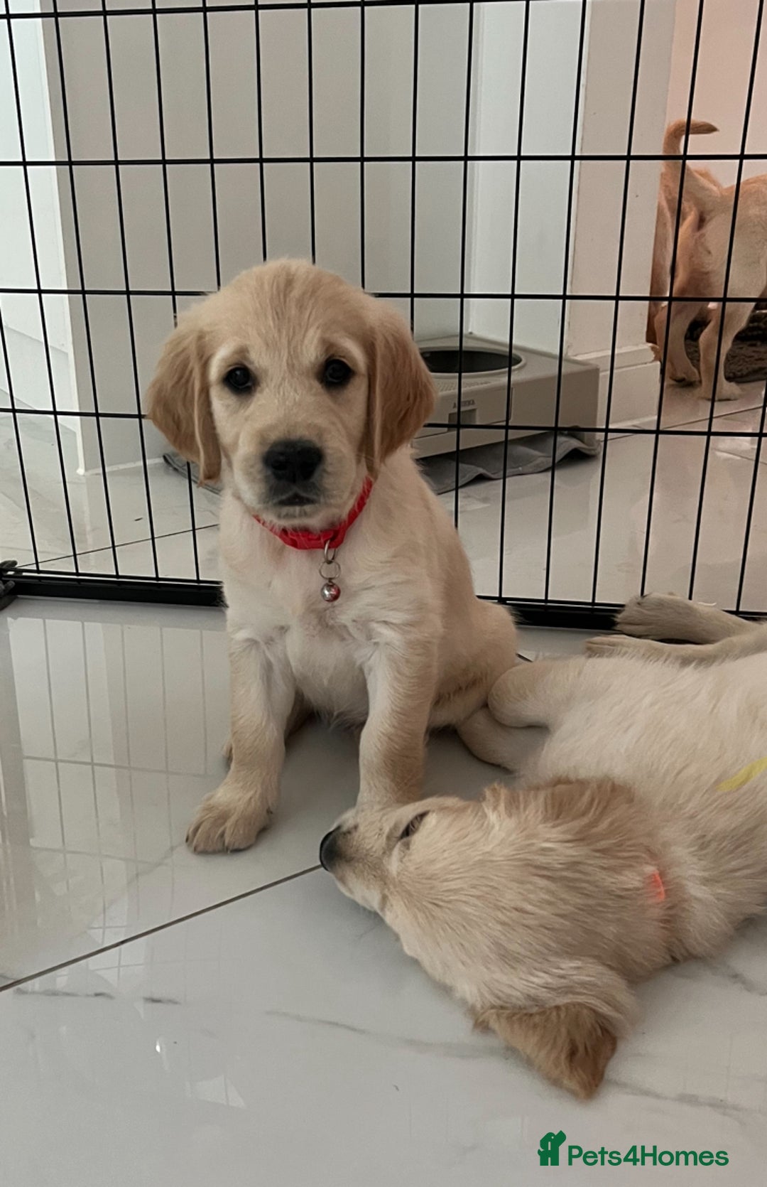 Golden Retriever dogs for sale: Golden retriever  - Advert 4