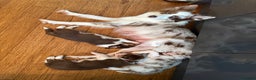 Border Collie dogs for sale: Red & white tri merle border collie puppies - Advert 1