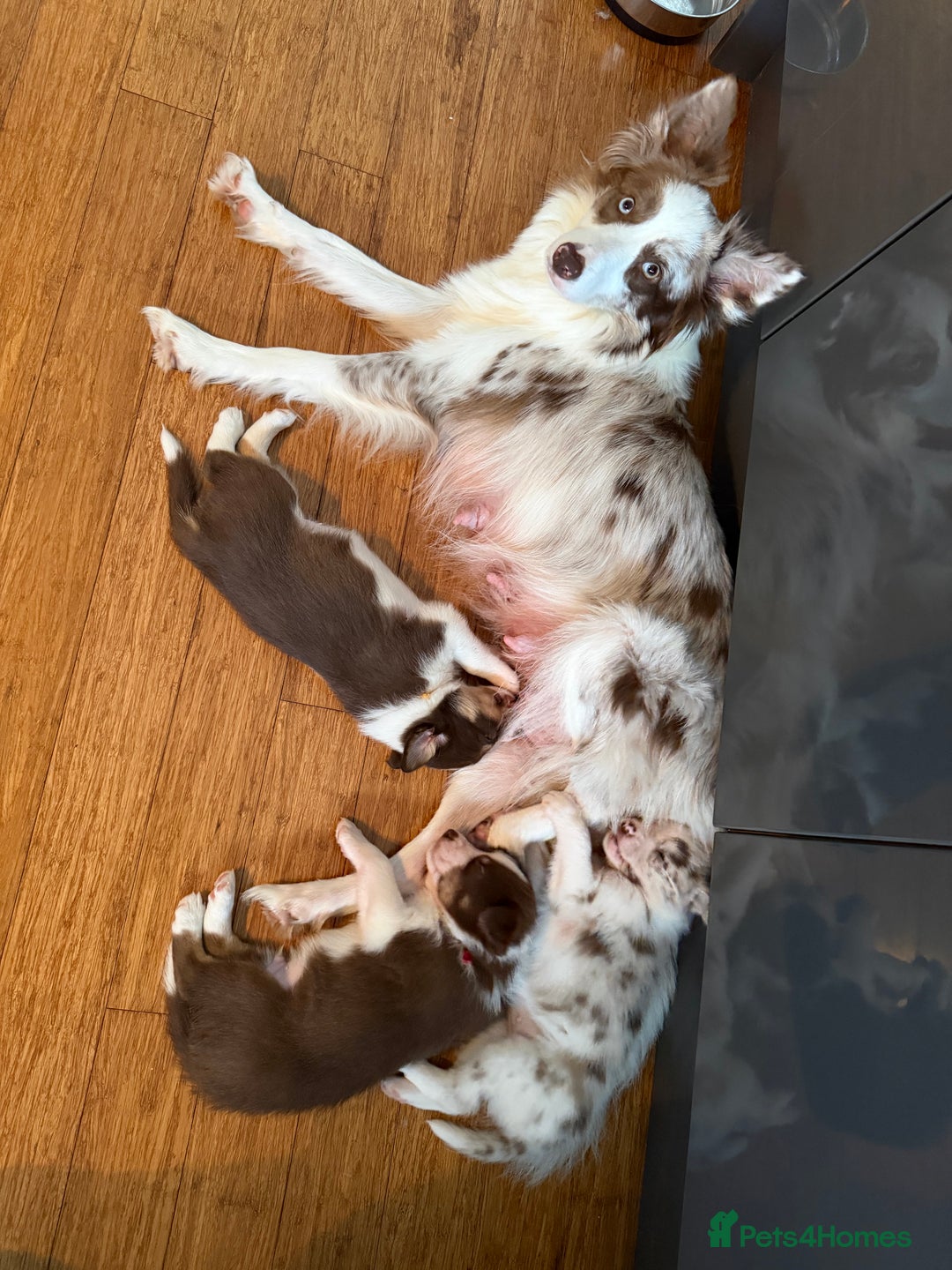 Border Collie dogs for sale: Red & white tri merle border collie puppies - Advert 1