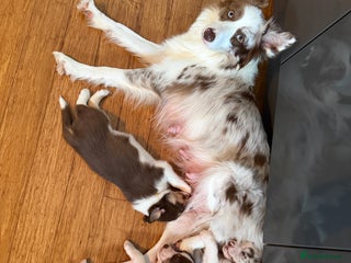 Border Collie dogs Red & white tri merle border collie puppies - Advert 4