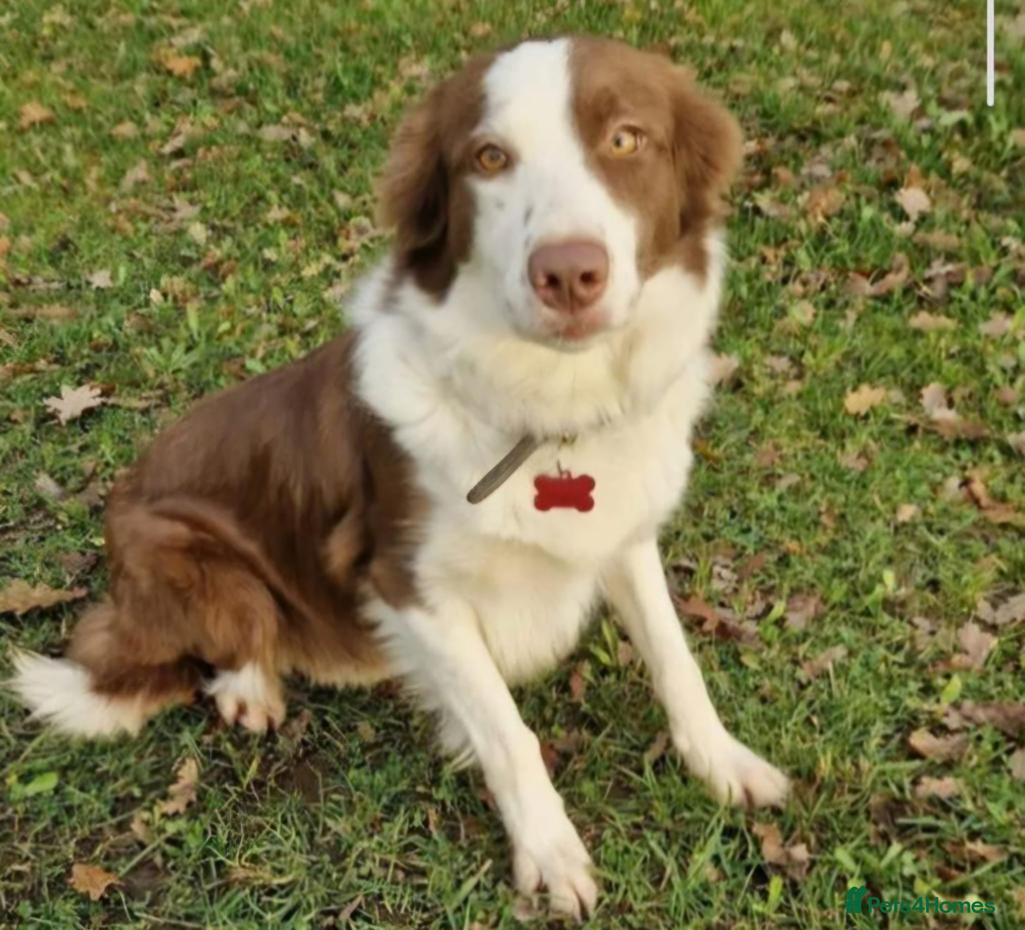 Border Collie dogs Lexi - 4 year old border collie - Advert 4