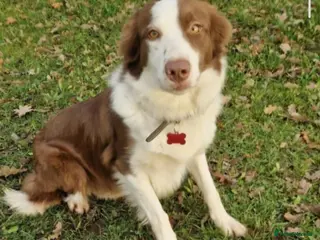 Border Collie dogs Lexi - 4 year old border collie - Advert 4
