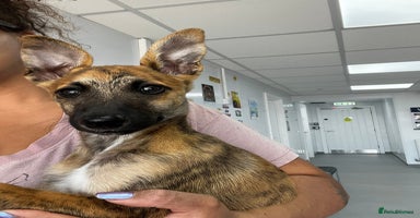 Mixed Breed dogs - Advert 12