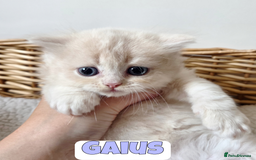 British Shorthair cats for sale: 🧡💙 British Longhair Babies 💙🧡 - Image 4