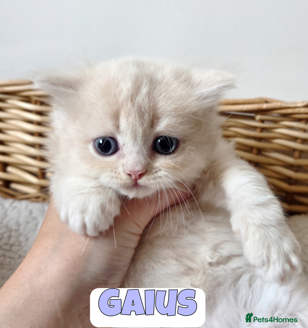 British Shorthair cats for sale: 🧡💙 British Longhair Babies 💙🧡 - Image 4