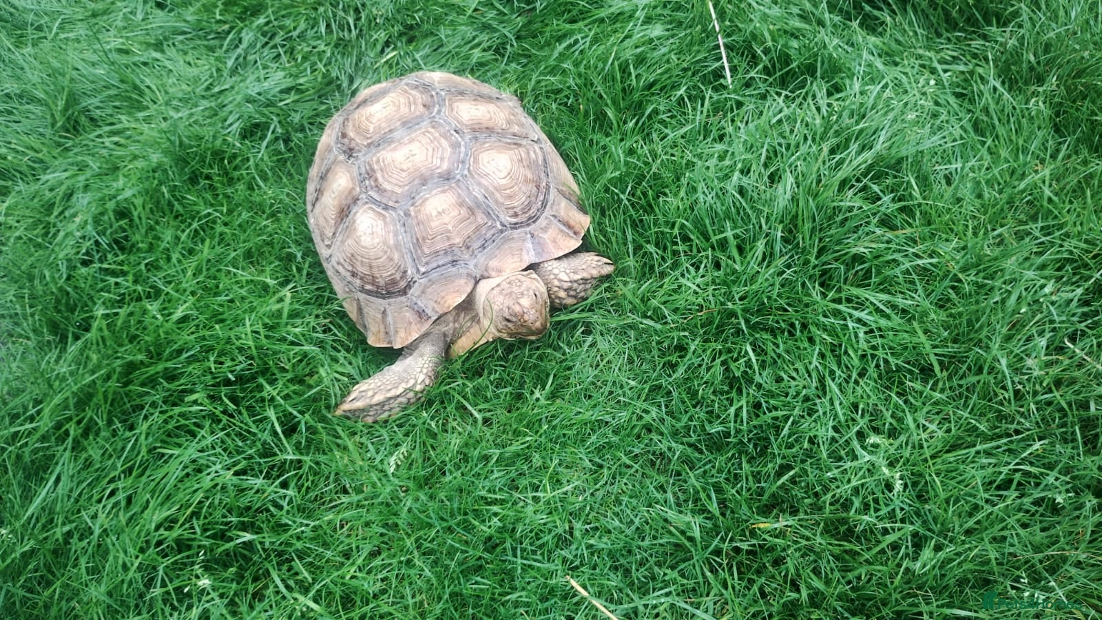 Tortoise reptiles Female Sulcata 6 years old - Advert 1