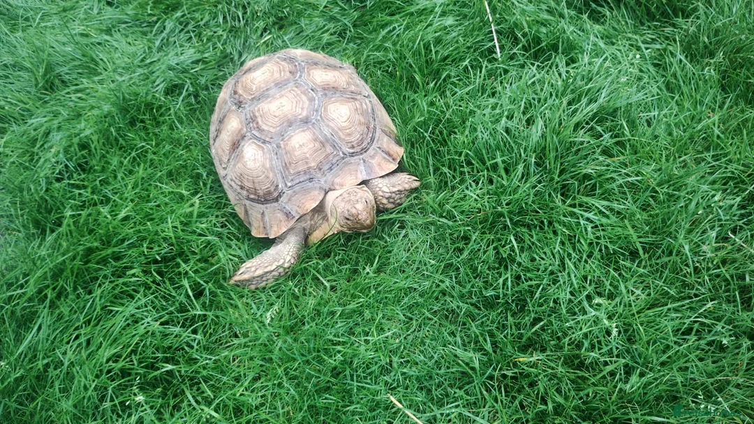 Tortoise reptiles for sale: Female Sulcata 6 years old - Advert 1