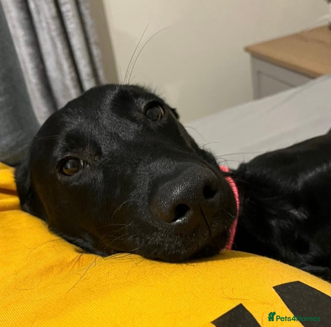 Labrador Retriever dogs for sale: Lovely Labrador retriever  - Advert 2