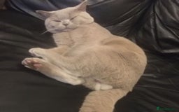 British Shorthair cats for stud: STUD ONLY in Huddersfield - Image 3