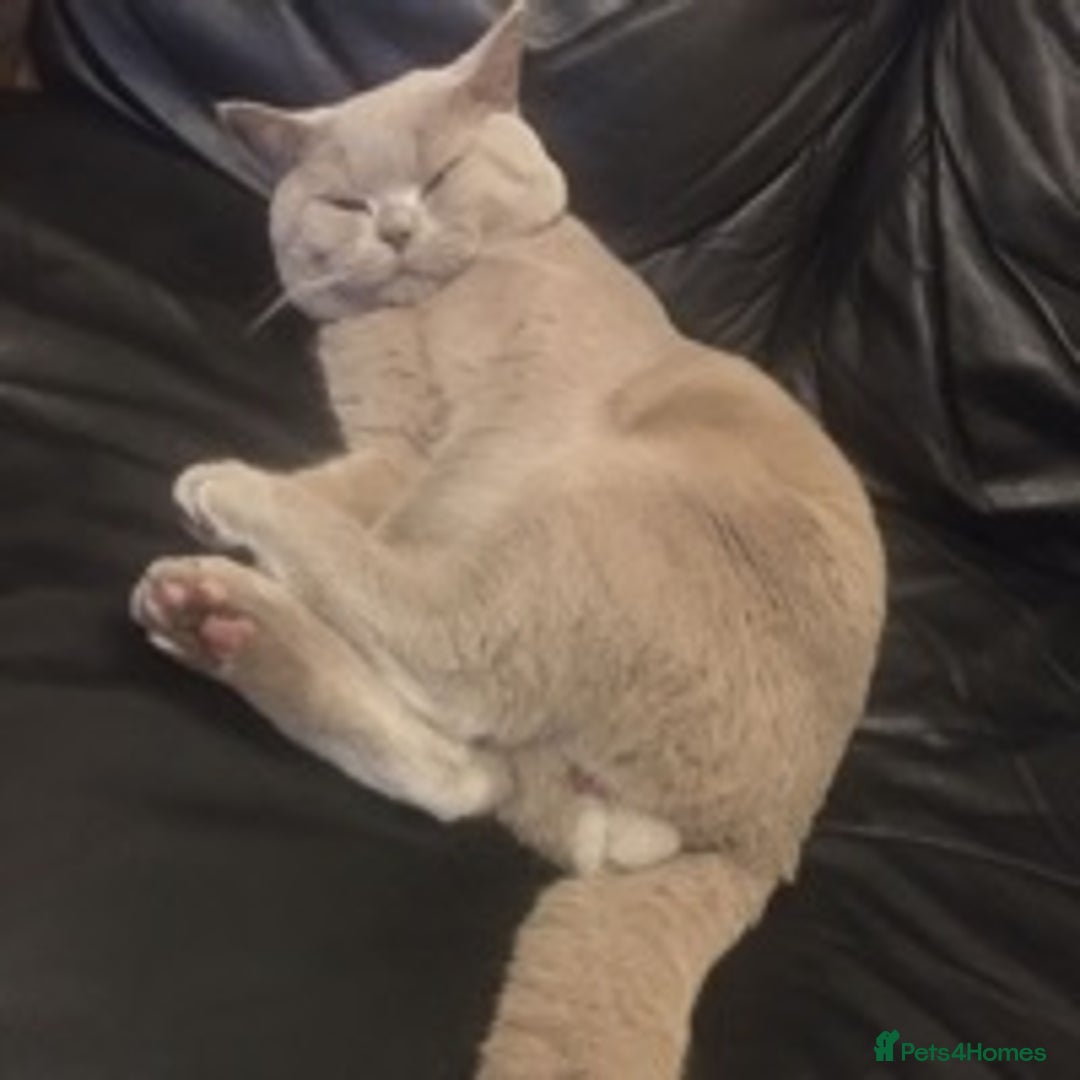 British Shorthair cats for stud: STUD ONLY in Huddersfield - Image 3