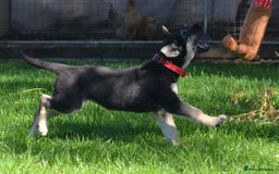 German Shepherd dogs for sale: ⚡RARE EAST EUROPEAN SHEPHERD PUPPIES AVAILABLE⚡ - Image 7